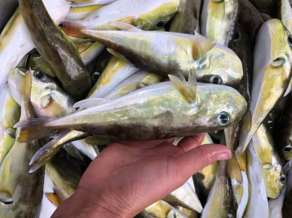 Bộ Y tế: Khẩn trương làm rõ vụ nghi ngộ độc thực phẩm do ăn cá nóc tại Quảng Ninh